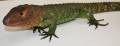 Adult Caiman Lizards