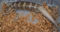 Adult Tanimbar Blue Tongue Skinks