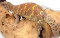 Adult Ornate Uromastyx