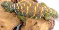 Adult Ornate Uromastyx