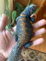 Baby Philbyi Uromastyx 3