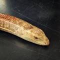 Russian Giant Legless Lizards