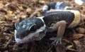 East Indian Leopard Geckos
