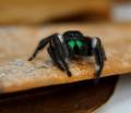 Regal Jumping Spiders