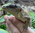 Adult Gargoyle Geckos