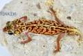 Smooth Knob Tailed Gecko Vertebralis Female 1