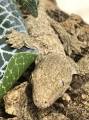 Baby Female Pine Island Leachianus Geckos