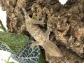 Baby Female Pine Island Leachianus Geckos
