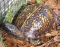 Adult Gulf Coast Box Turtles
