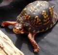 Adult Eastern Box Turtles