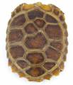 Baby Elongated x Travancore Tortoises