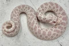 Baby Snow Western Hognose Snakes