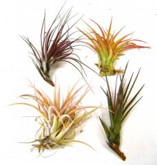 Medium Assorted Tillandsias