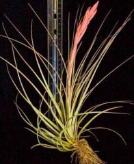 20 Assorted Tillandsias