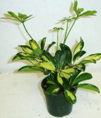 Assorted Live Terrarium Plants