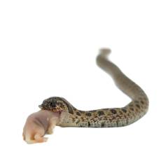 Baby Male Sable Western Hognose Snake 4