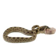 Baby Sable Anaconda Western Hognose Snake 3