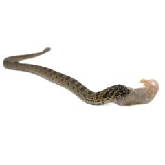 Baby Sable Anaconda Western Hognose Snake 4