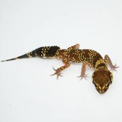Adult Male Australian Barking Gecko