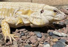Adult Male Albino Tegu
