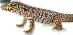 Small Argentine Red Tegus