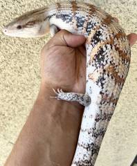 Adult Northern Blue Tongue Skinks