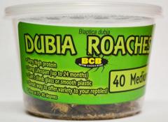 Cupped Dubias added to your live reptile order