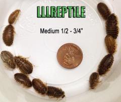 Medium Dubia Roaches
