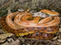 Cornsnakes and Ratsnakes