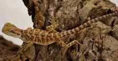Baby Red Bearded Dragons