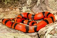 Kingsnakes and Milksnakes