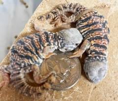 Baby USA CBB Red Nigerian Uromastyx