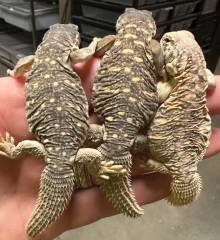 Baby Giant Saudi Arabian Uromastyx Microlepis