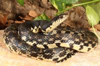 Pinesnakes, Bullsnakes, Rear Fanged & Other Snakes