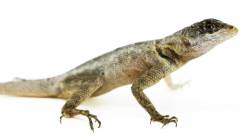 Guyana Collared Lizards