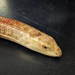 Animals With EXACT Individual Pictures