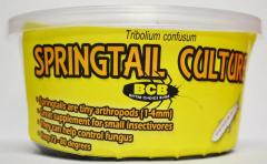 Springtail Cultures