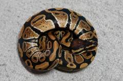Baby Ball Pythons