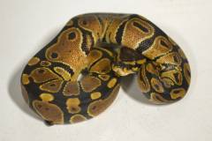 Baby Ball Pythons 100% het for Albino