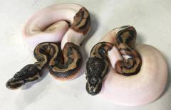 Baby High White Piebald Ball Pythons