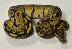 Baby Fire Granite Ball Pythons