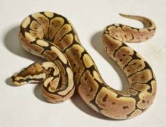 Baby Black Bee Ball Pythons