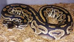 Sub Adult Bongo Ball Pythons