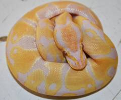 Baby Candino Ball Pythons