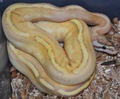 Baby Enchi Puma Ball Pythons