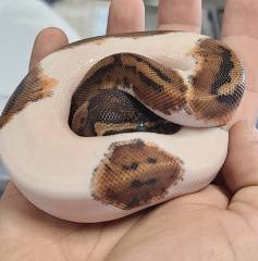 Baby Emoji High White Pied Ball Pythons 
