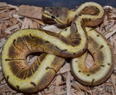 Baby Enchi Spinner Ball Pythons