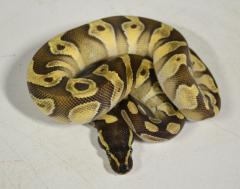 Baby Mochi Ball Pythons