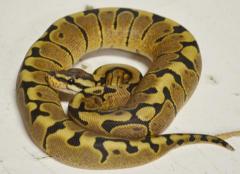 Baby Woma Ball Pythons