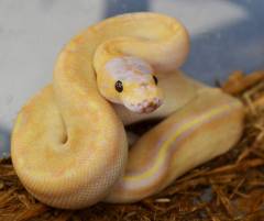 Baby Banana Champagne Ball Pythons